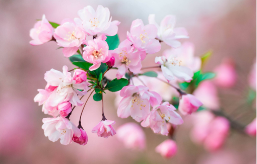 2020武汉东湖樱花怎么观看