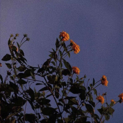 抖音适合爸爸妈妈风景头像