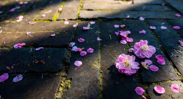 南京2020怎么免费云赏梅