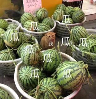 抖音一瓜未平一瓜又起是什么梗