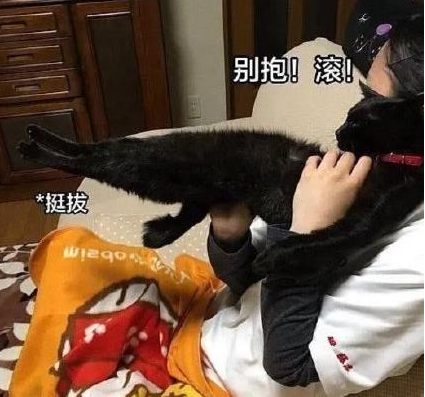 抖音钢铁直猫是什么梗
