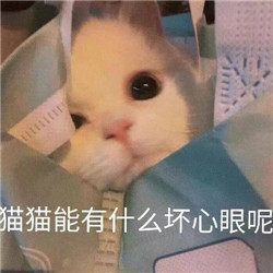 抖音猫猫能有什么坏心眼呢表情包