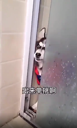 微信二哈你来单挑啊视频