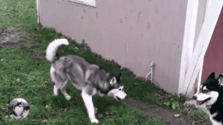 抖音你tm的看什么出来单挑啊二哈视频