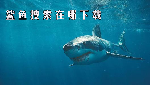 鲨鱼搜索在哪下载