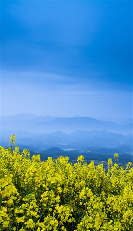 抖音油菜花唯美高清壁纸