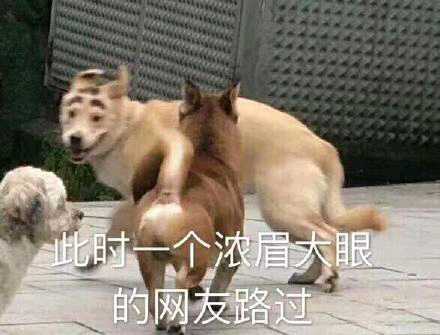 最火沙雕動物表情包