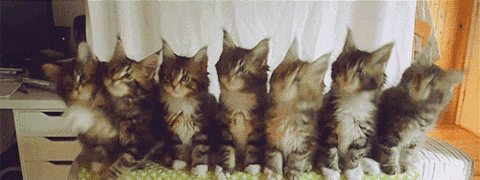 抖音三只猫点头动图表情包