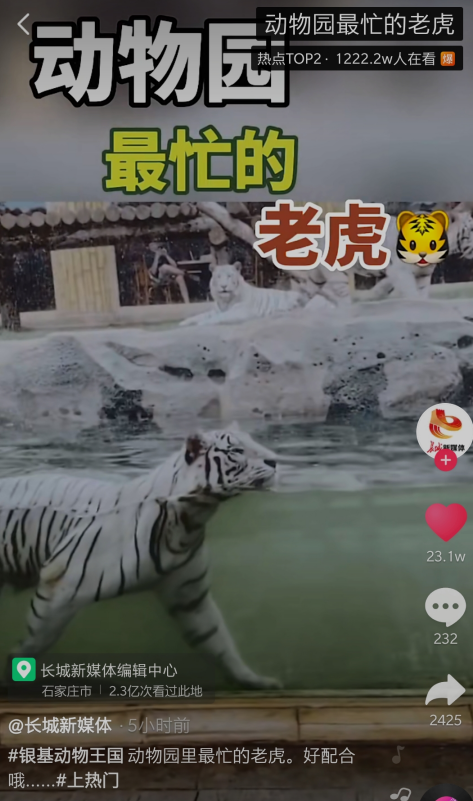 抖音动物园最忙的老虎是怎么回事