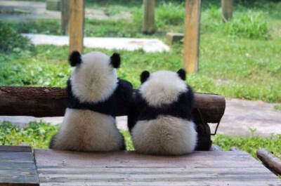 猫咪百科天才小熊猫图片