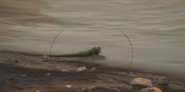 《荒野大镖客2》完美鬣蜥皮获取位置